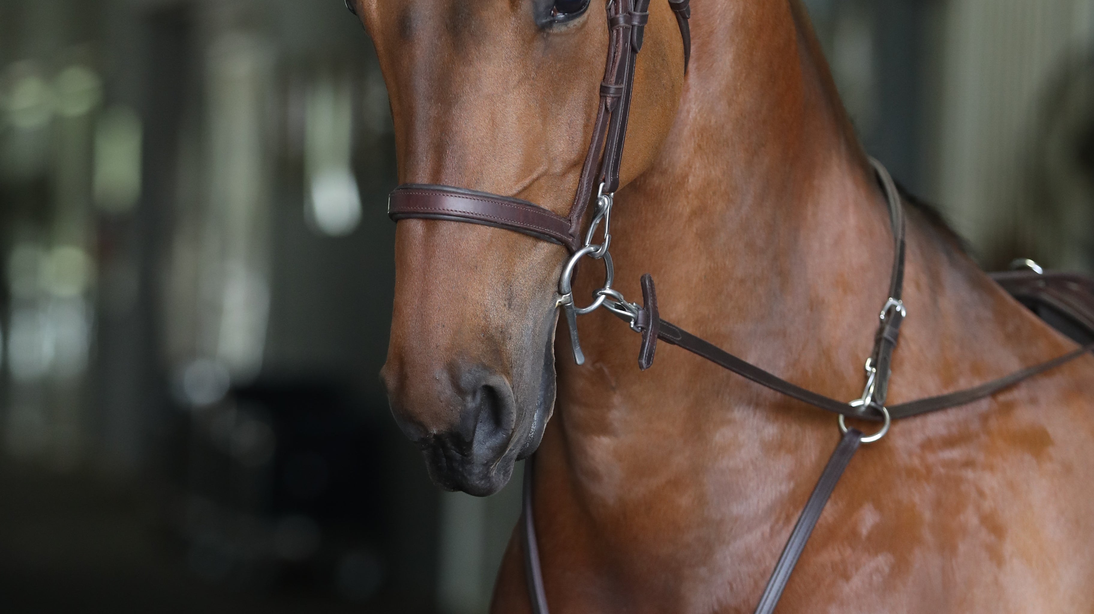 ACTraining System: Making the Job of Horse Trainers a Little Simpler