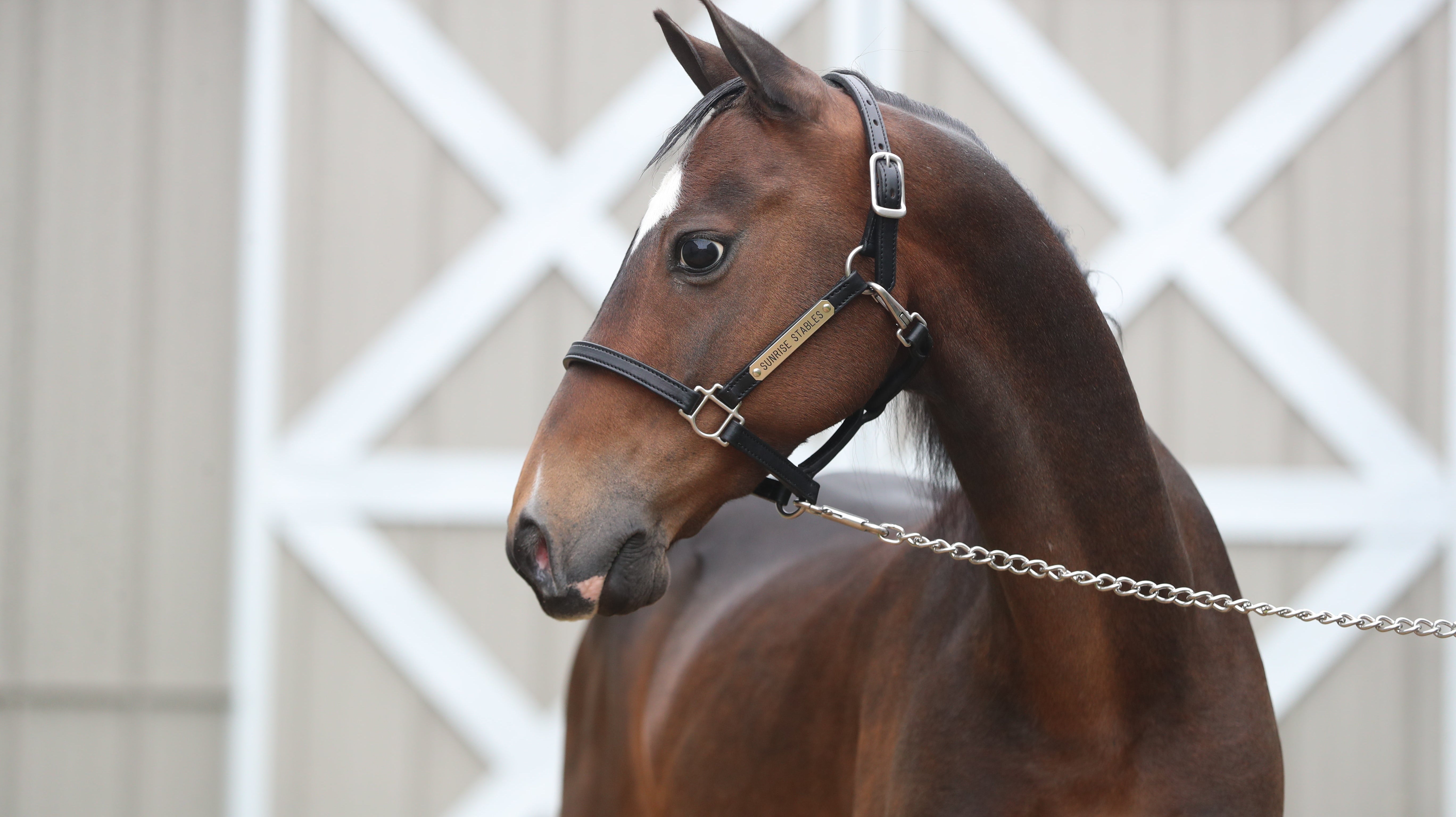 The Inception of Freedman’s Stable Halter Collection for Show Horses