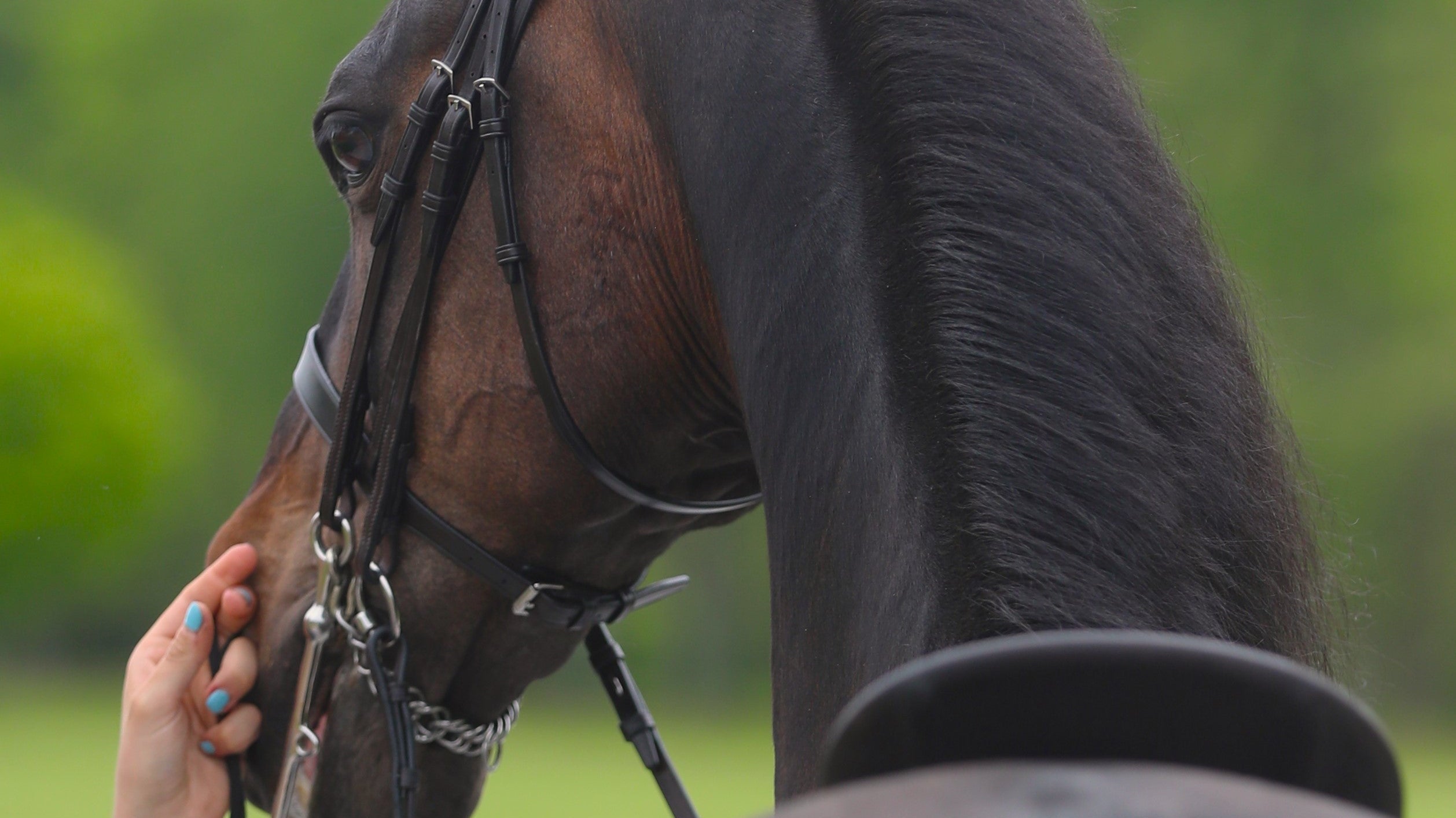 Cavesons for Show Bridles