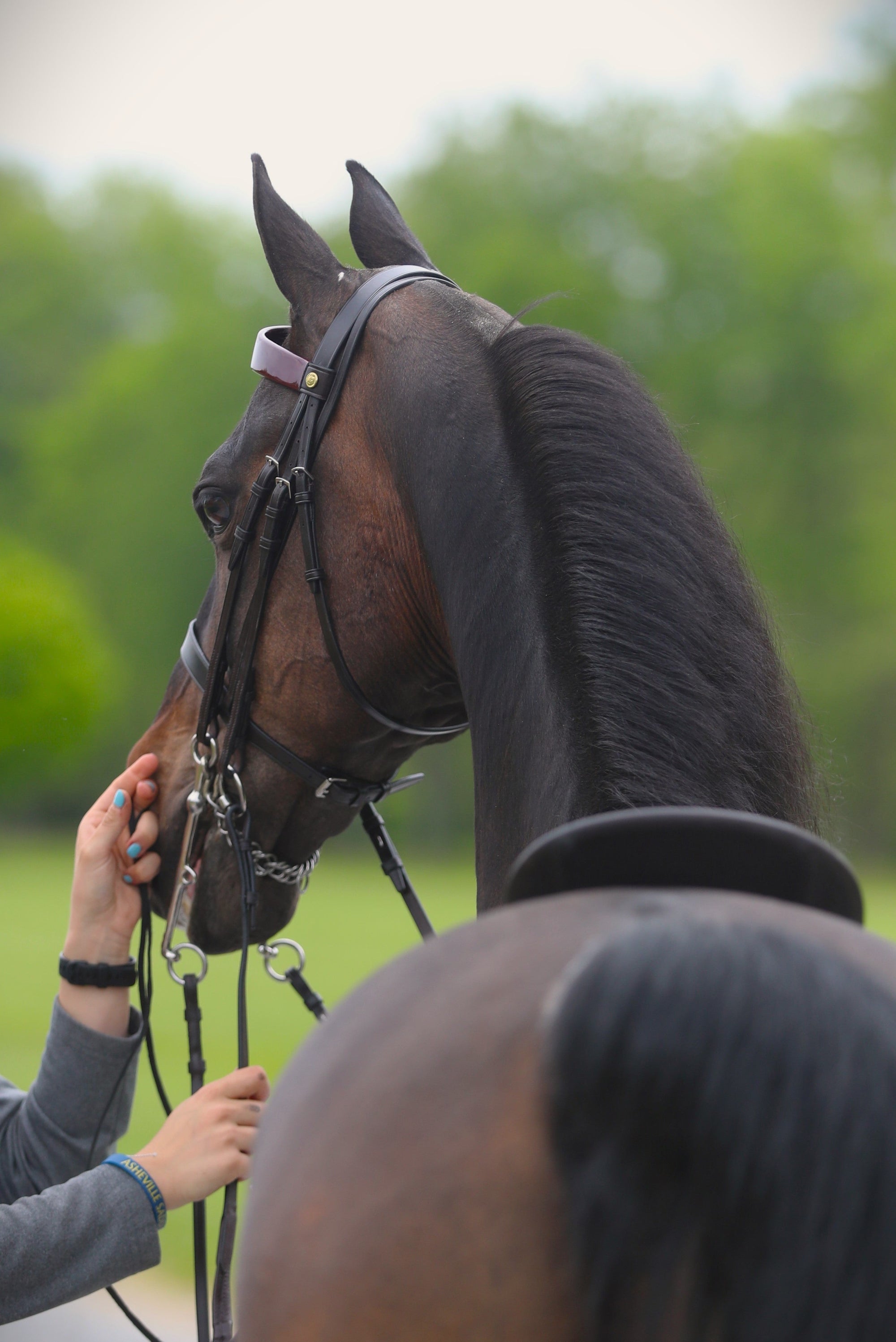 Cavesons for Show Bridles