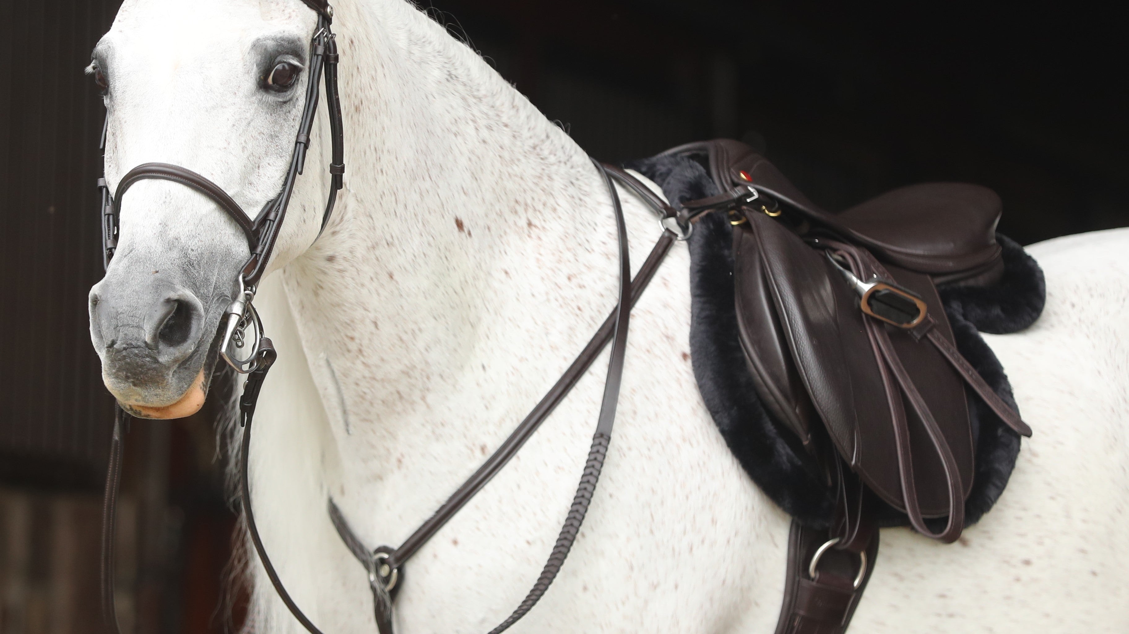 Freedman’s Hunter Collection: Saddles & More for Two Distinct Riders