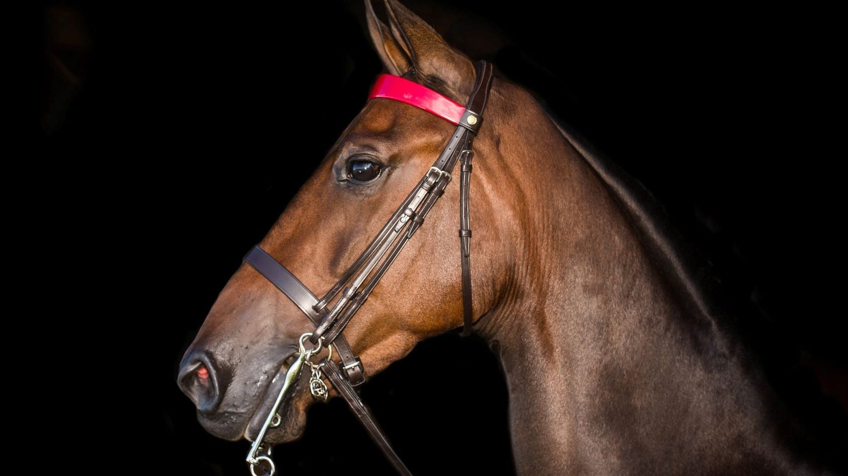 Freedman's Brow Band Fit & Function