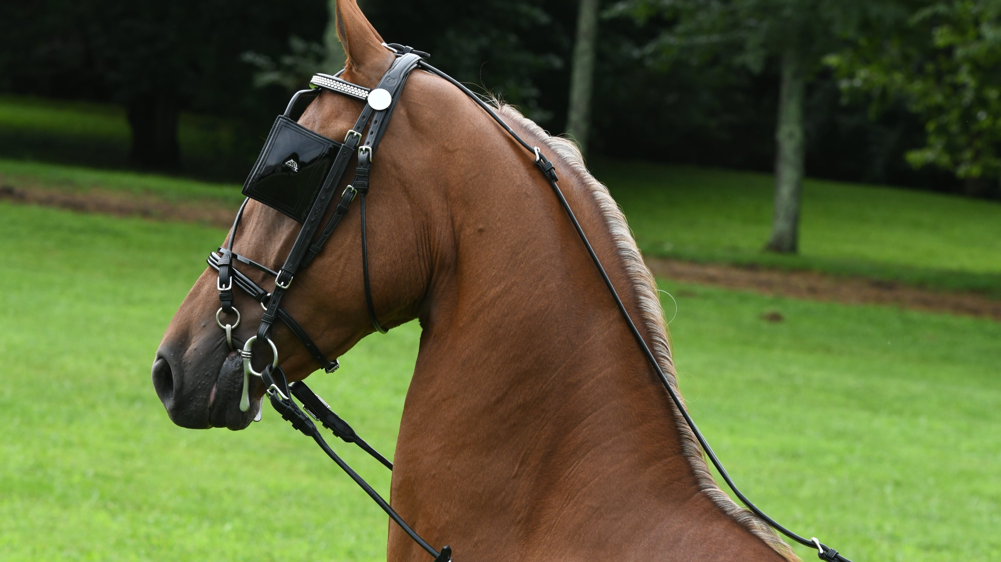 Side profile of a horse wearing a Freedman Harness bridle on a green grassy field
