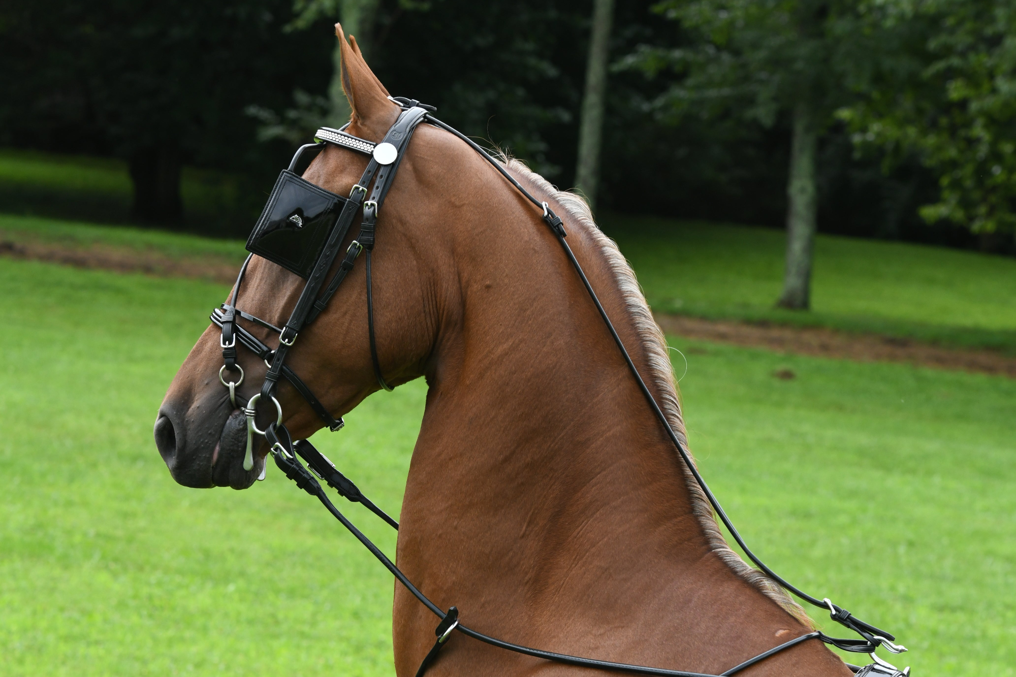 Side profile of a horse wearing a Freedman Harness bridle on a green grassy field