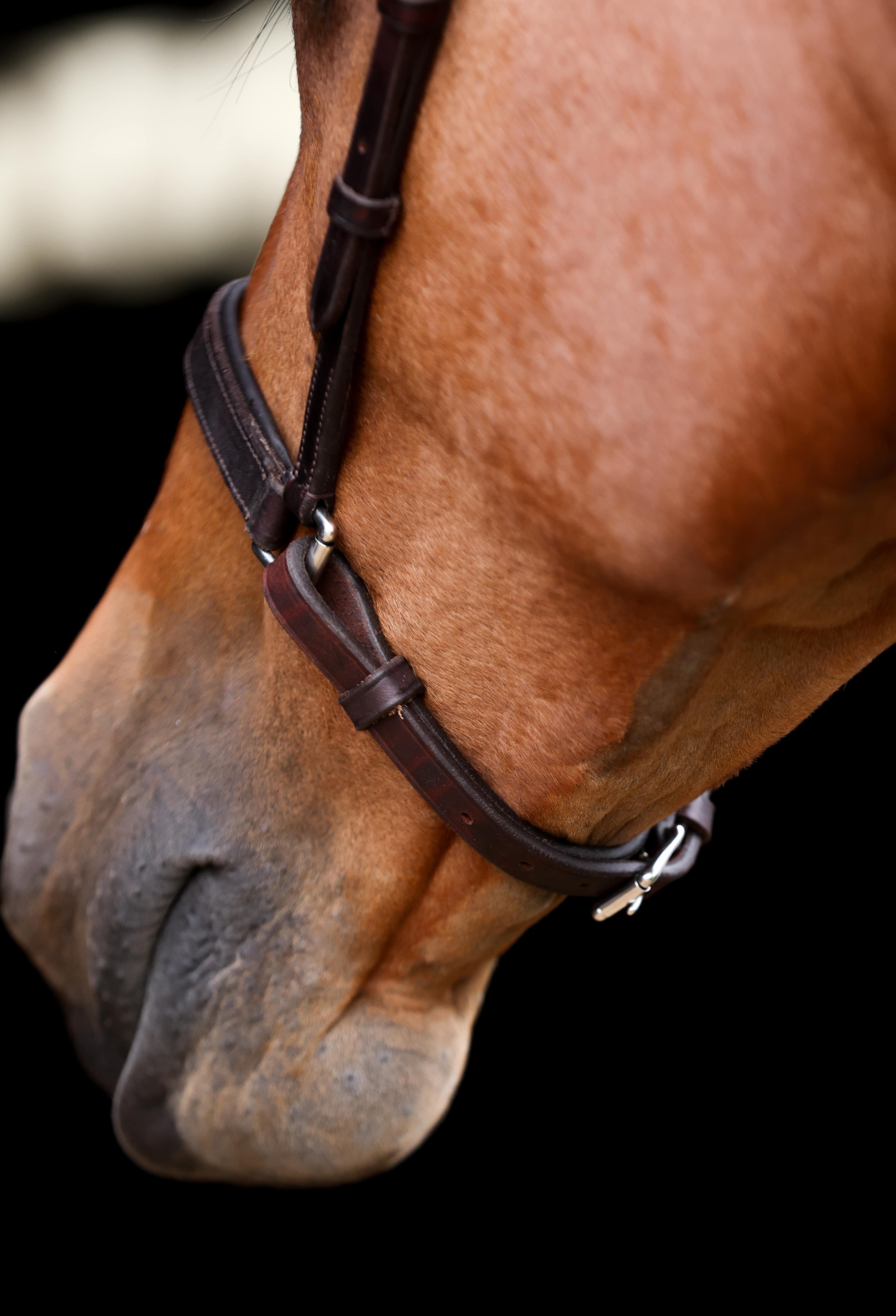 Close-up of an ACTraining Padded Draw Tight Caveson component, showing brown leather construction, buckles, stitching, and padding details, isolated on a dark background.