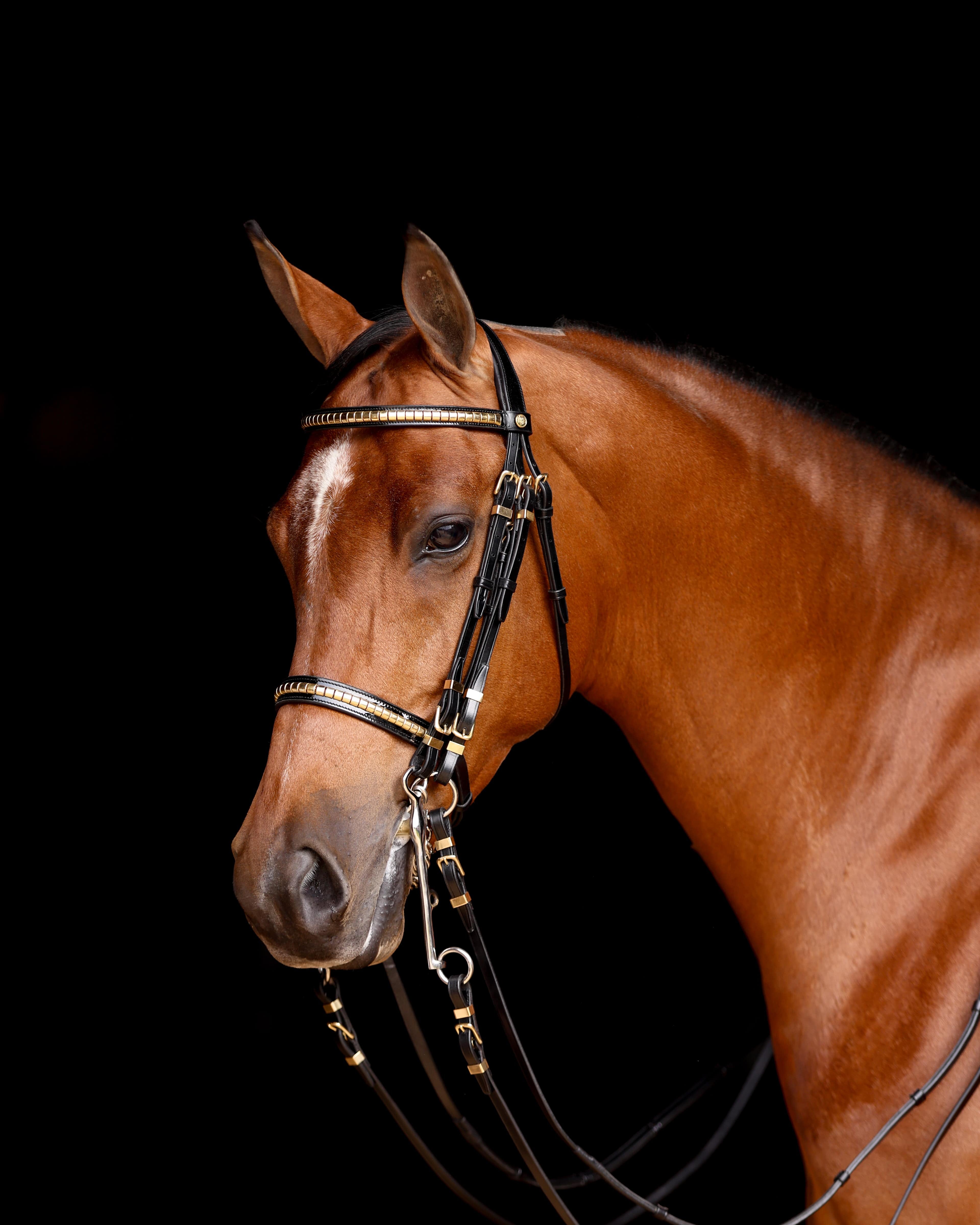 Bay horse wearing the Advantage Comfort Padded Show Hack Bridle with brass fittings against a dark background.
