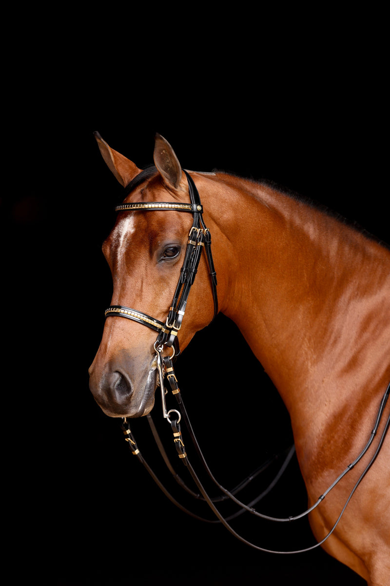 Bay horse wearing the Advantage Comfort Padded Show Hack Bridle with brass fittings against a dark background.