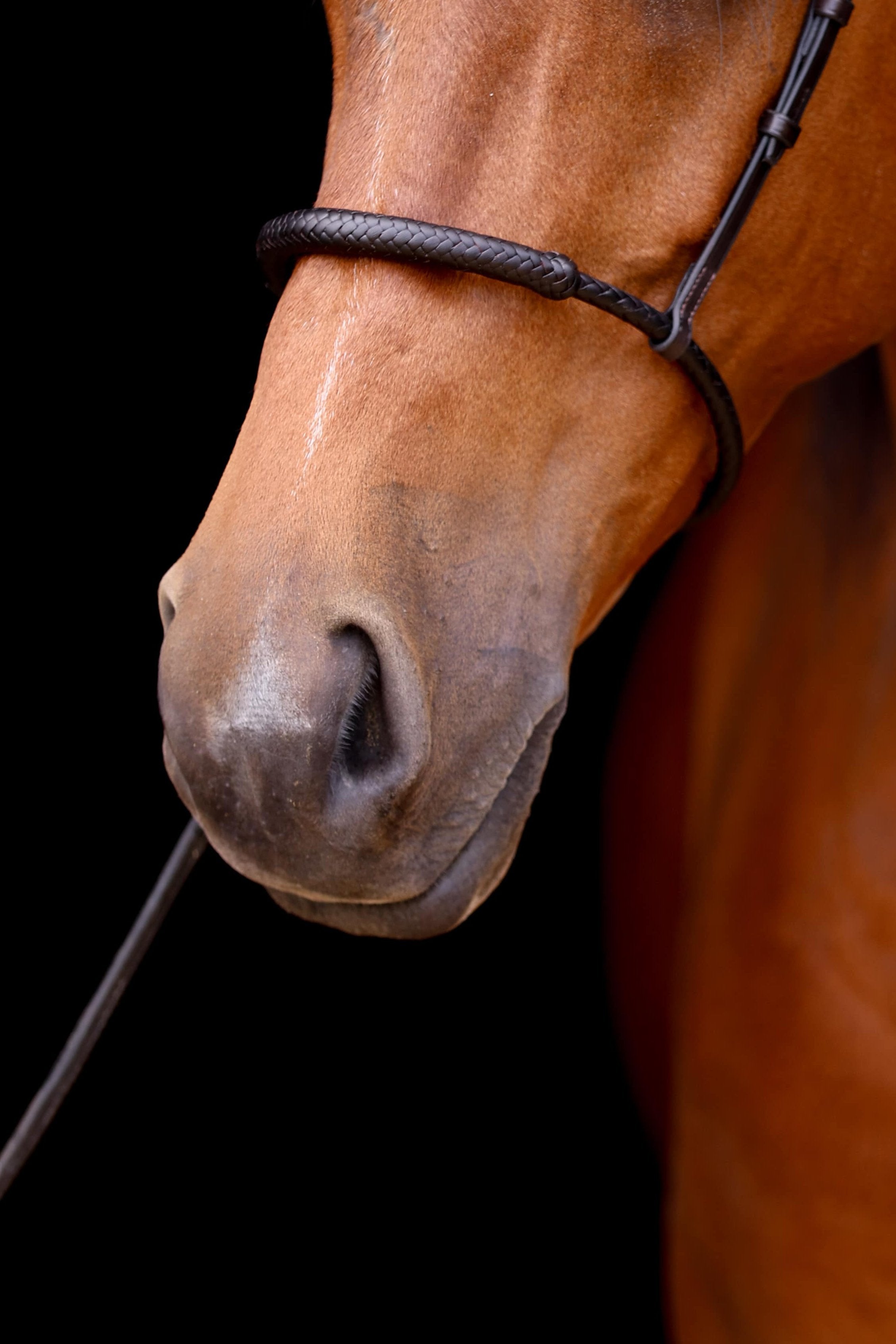 Detailed view of a braided caveson, showcasing the braiding and its fit on a horse's nose.
