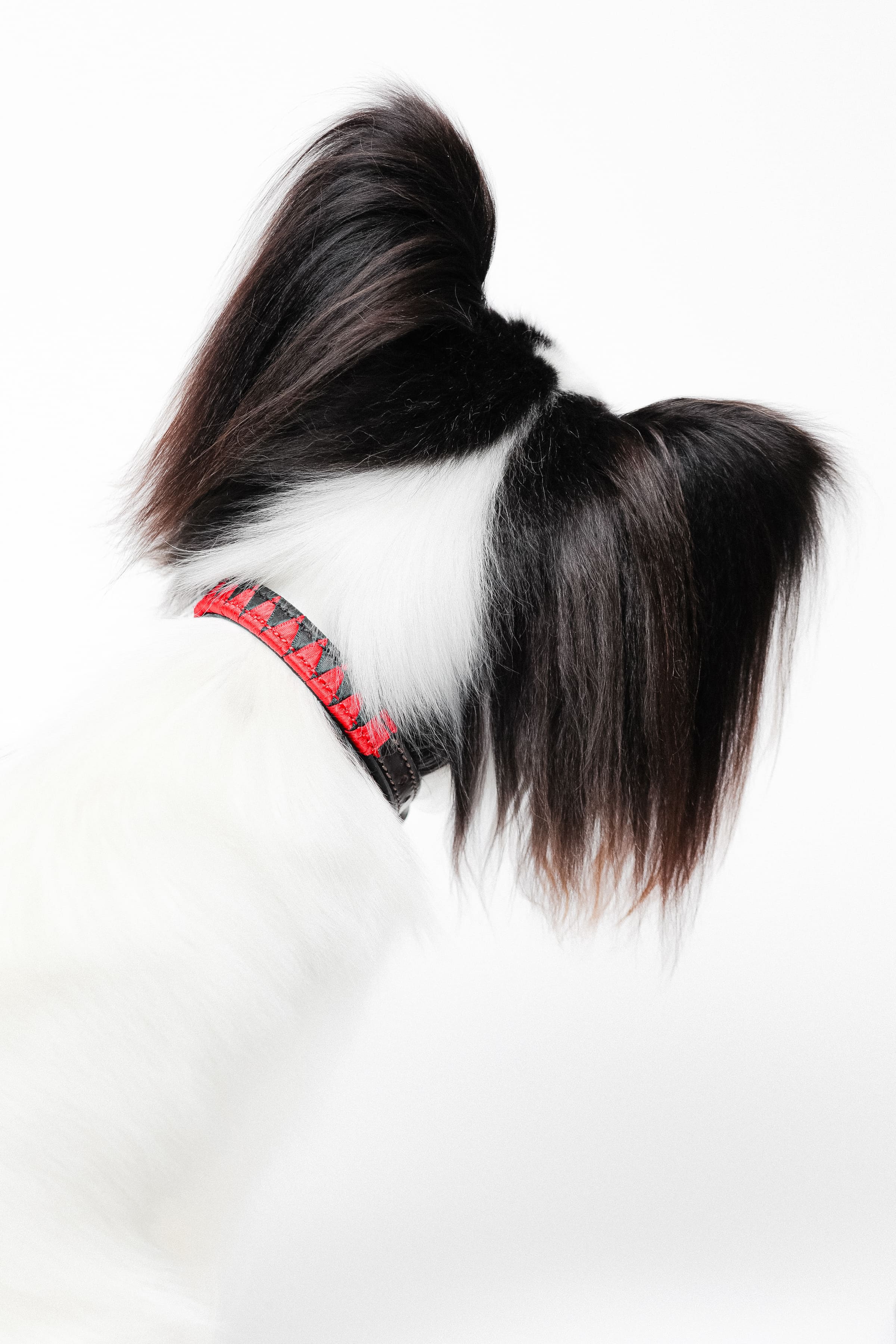 Satin Red and Black Weaved Dog Collar on a white and black Papillon dog, shown from behind.