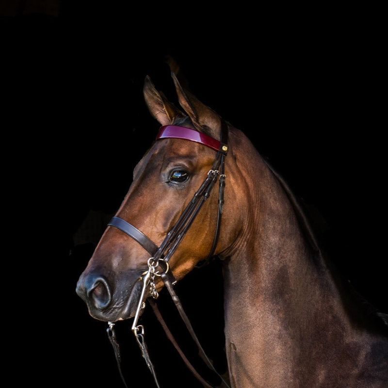 Horse wearing Freedman's Stake Night Weymouth Double Bridle with burgundy patent browband.