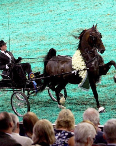 Grand National Fine Harness: Horse Wearing Show Harness with Detailed Leather and Metal Components for Fine Driving Competition