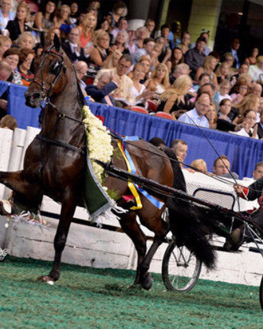 Grand National Road Pony Harness: Showing Detailed Leather Straps, Buckles, and Patent Leather Component