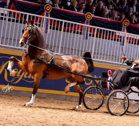 Brown Hackney horse and carriage in a show ring.