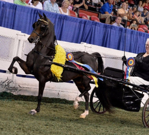 A brown horse pulling a carriage with two people in a show ring, spectators in the background.