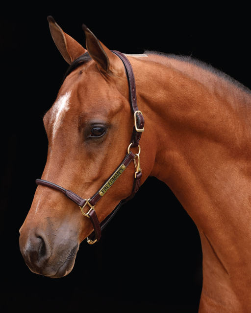 Close-up of a 3/4" cob halter in dark brown leather, showcasing the rolled nose, padded crown, and personalized name plate on a horse's head against a black background.