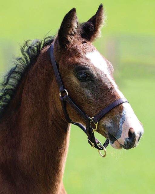Close-up of Brown Foal Wearing Dark Leather Halter with Visible Buckle and Rings