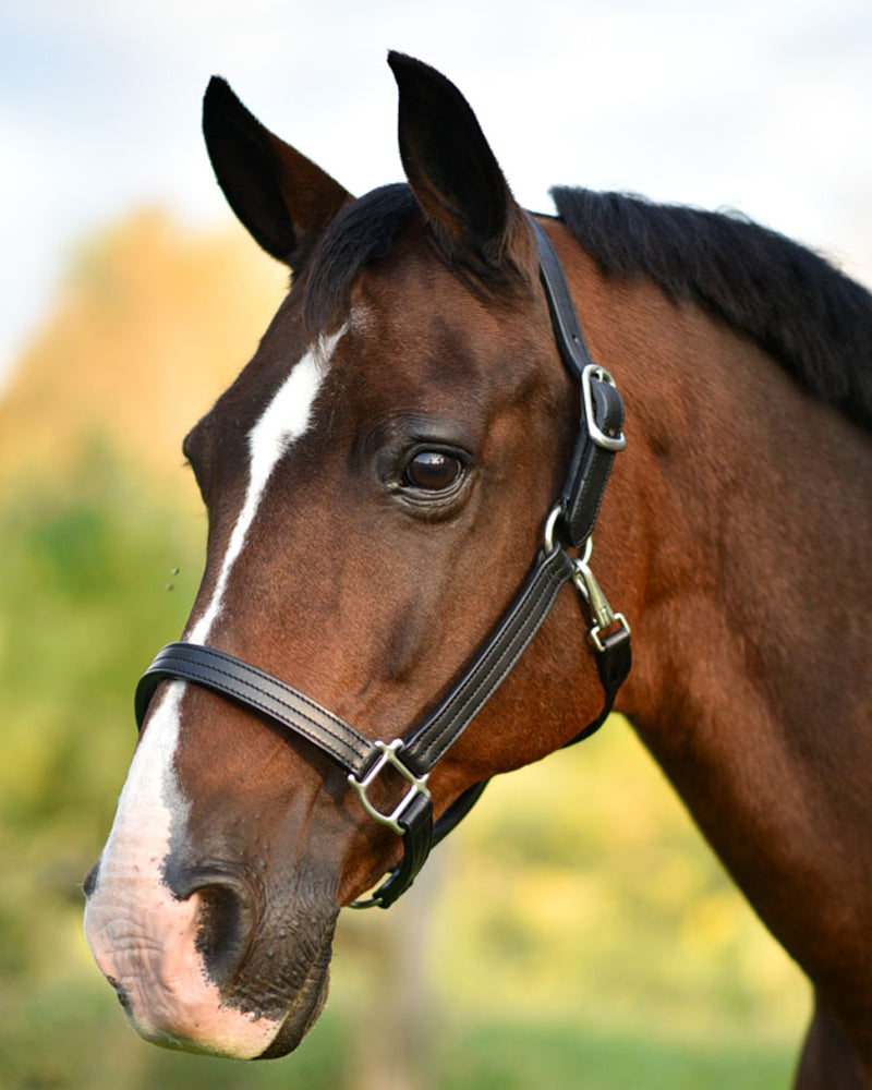 Black leather fixed chin halter, 1" wide, triple stitched, with a personalized name plate, on a horse's head.