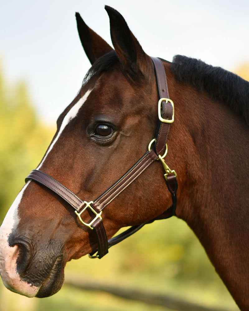 Brown leather fixed chin halter, 1" wide, triple stitched, with a personalized name plate, on a horse's head.