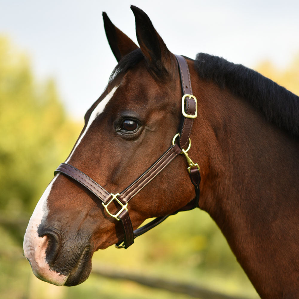 Brown leather fixed chin halter, 1" wide, triple stitched, with a personalized name plate, on a horse's head.