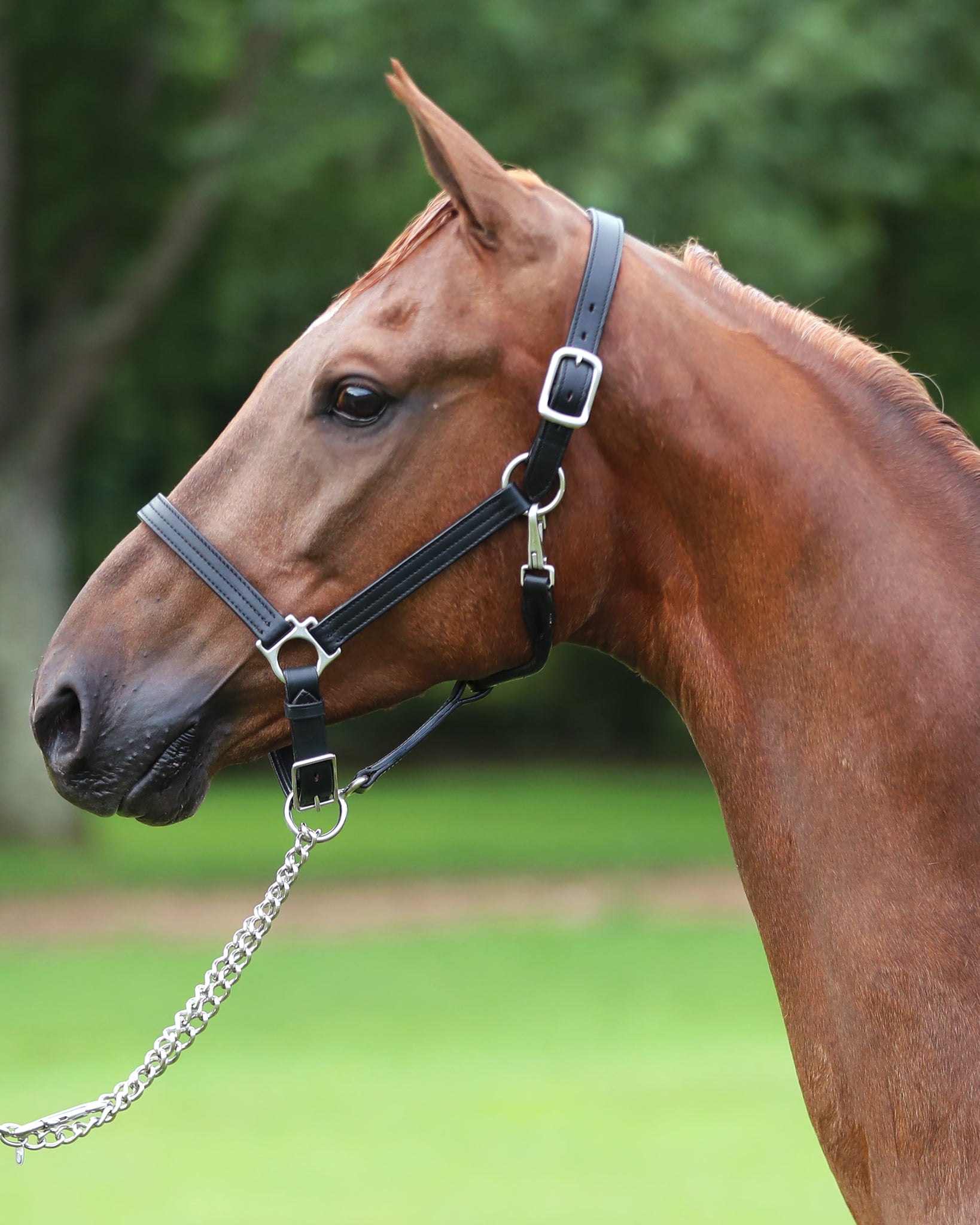 Black leather adjustable chin halter, 1" wide, with triple stitching and a personalized name plate, fitted on a horse's head.