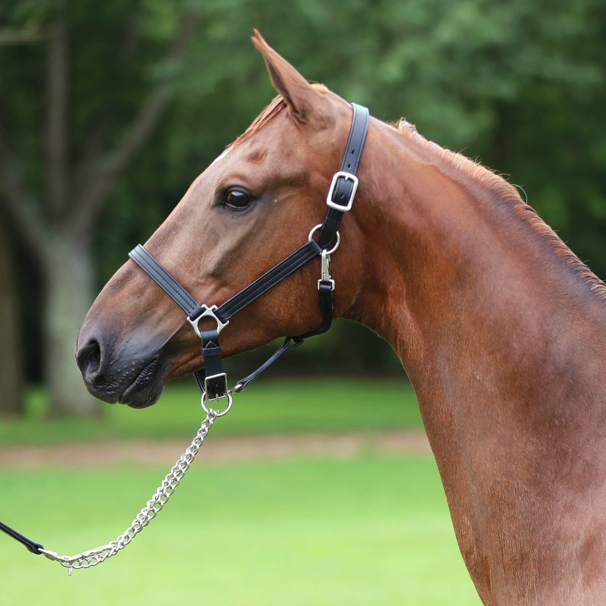 Black leather adjustable chin halter, 1" wide, with triple stitching and a personalized name plate, fitted on a horse's head.