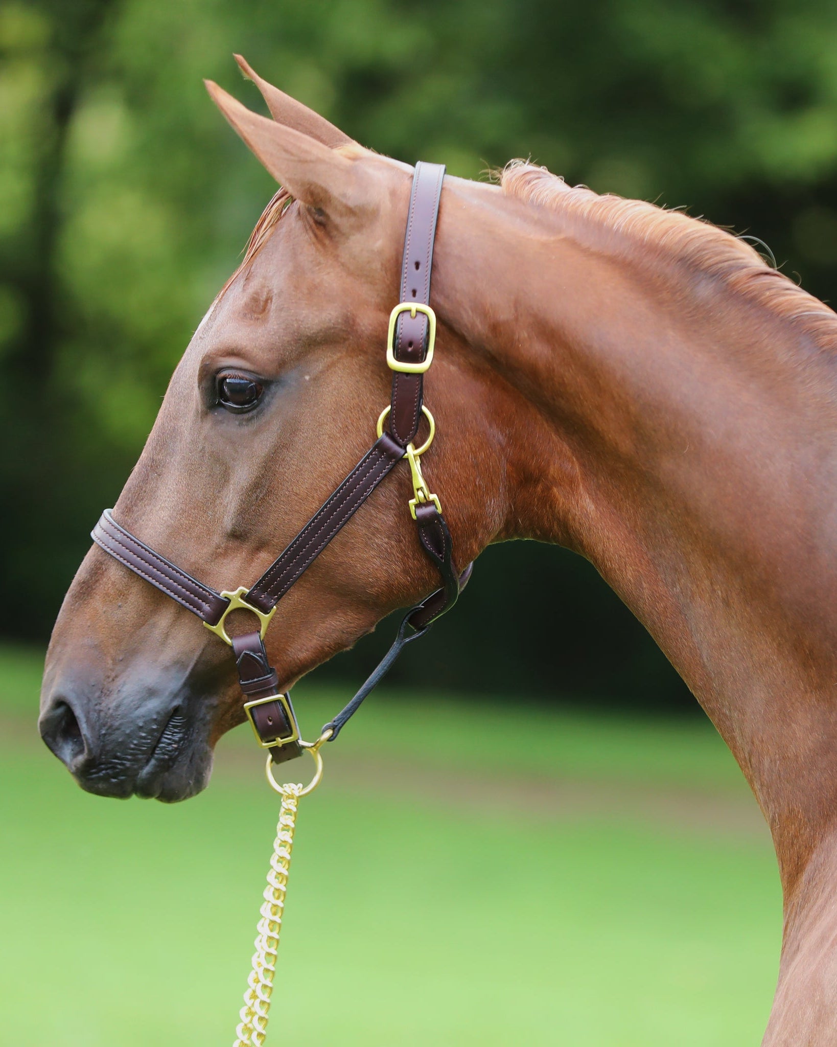 Brown leather adjustable chin halter, 1" wide, with triple stitching and a personalized name plate, fitted on a horse's head.