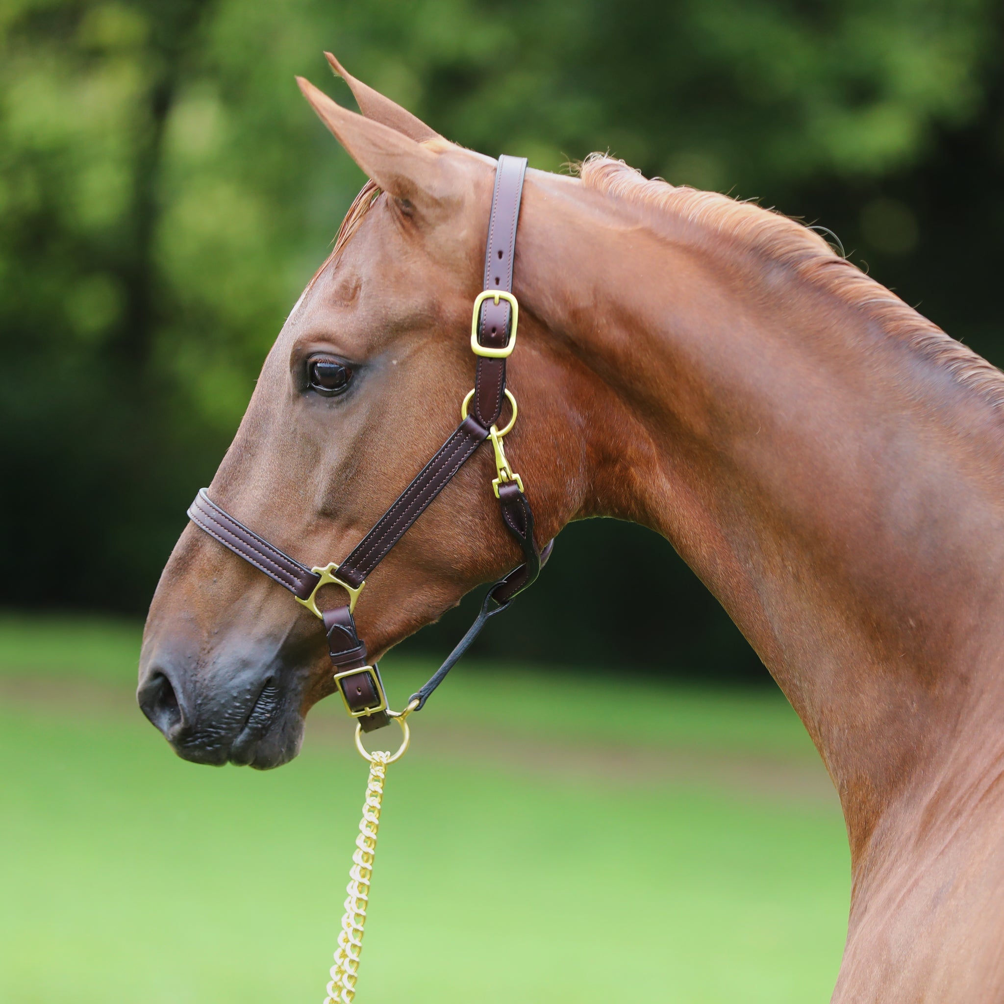 Brown leather adjustable chin halter, 1" wide, with triple stitching and a personalized name plate, fitted on a horse's head.