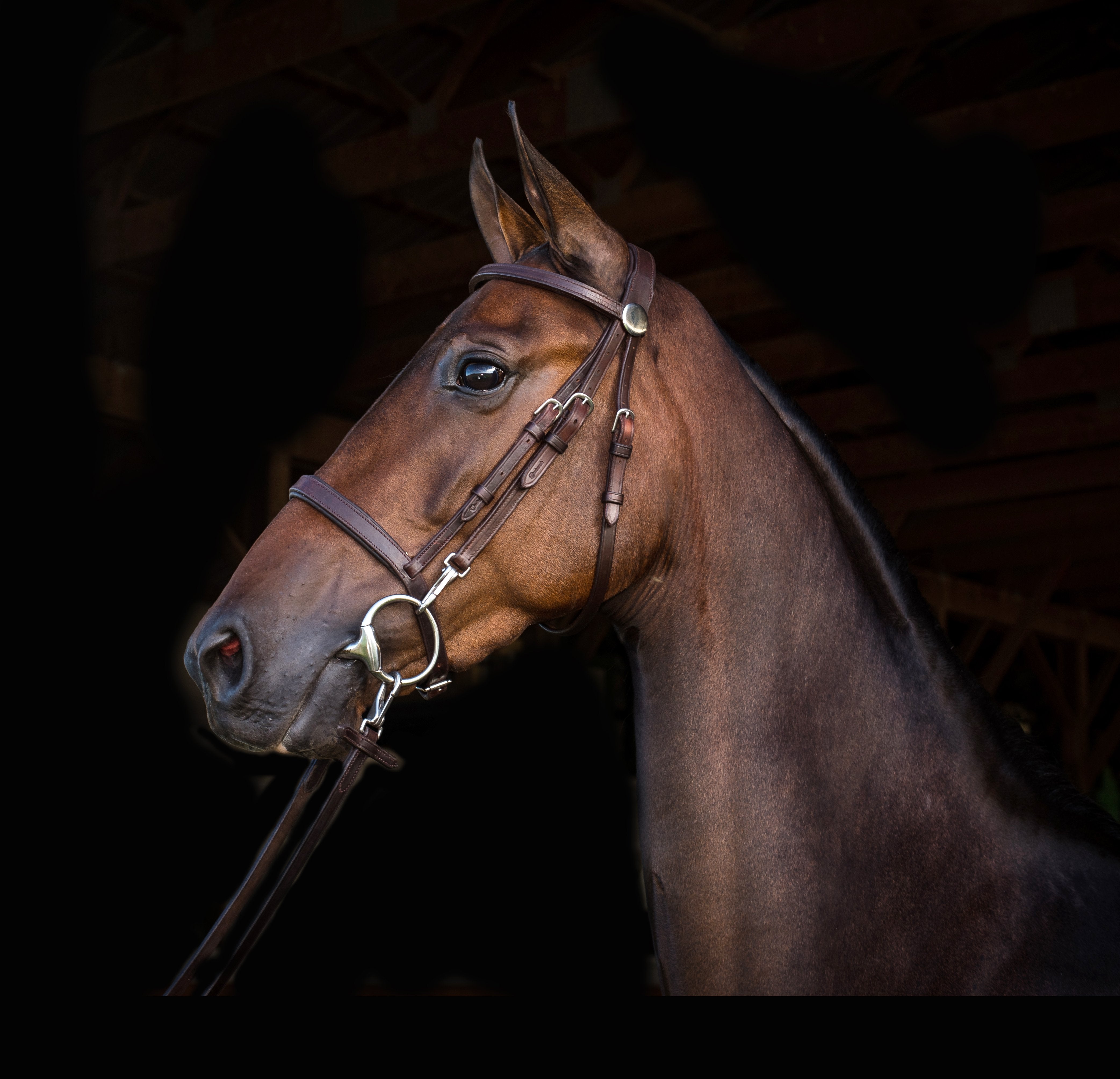 Detail of a brown leather bridle with buckles, snaps, and details, possibly a training or component style, on a horse against a dark background.
