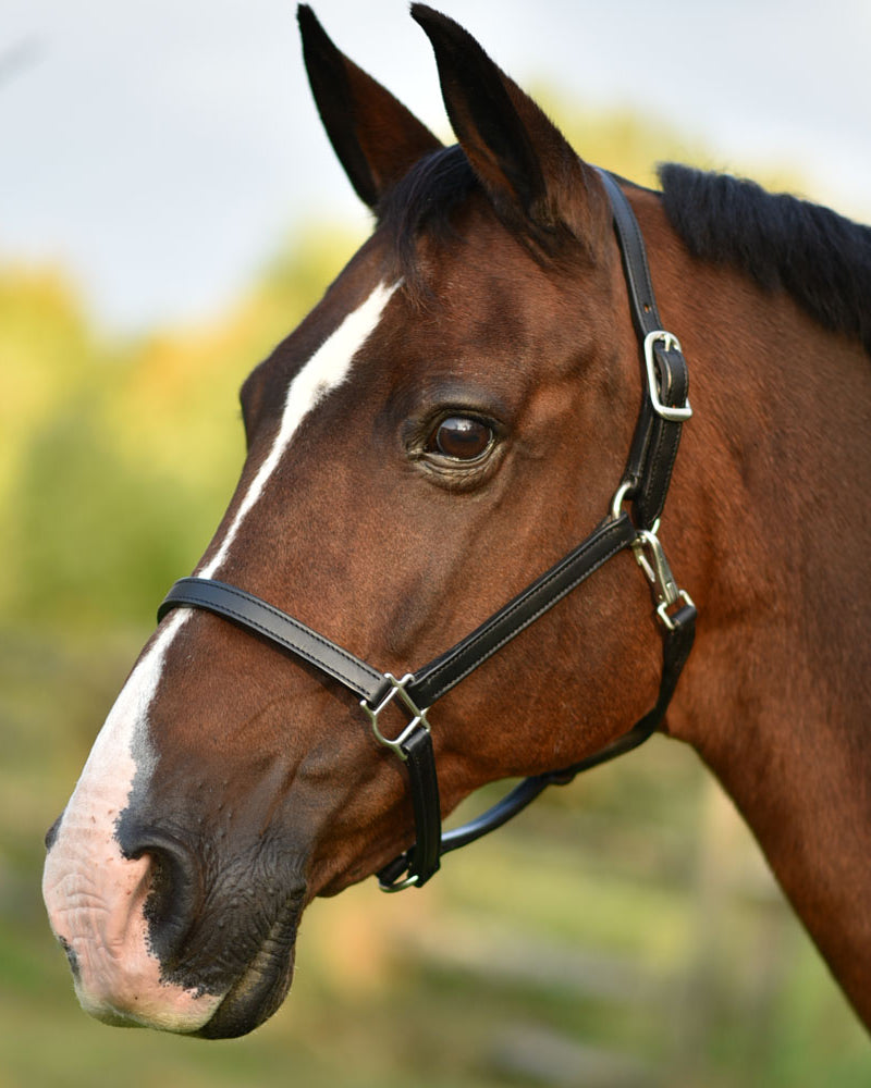 3/4" Double Stitched Fixed Chin Halter Name Plate Included