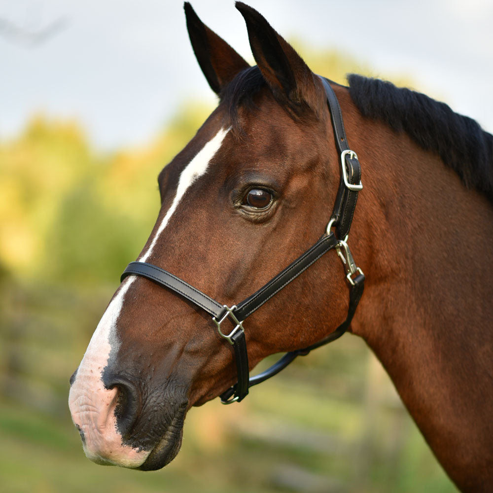 3/4" Double Stitched Fixed Chin Halter Name Plate Included