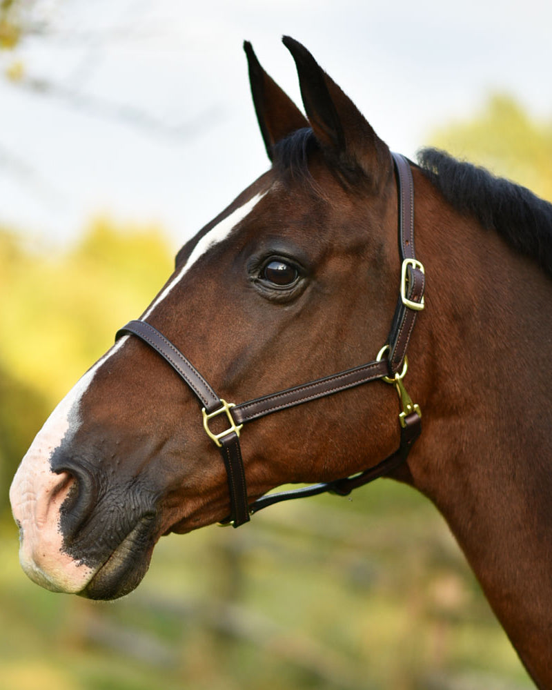 3/4" Double Stitched Fixed Chin Halter Name Plate Included