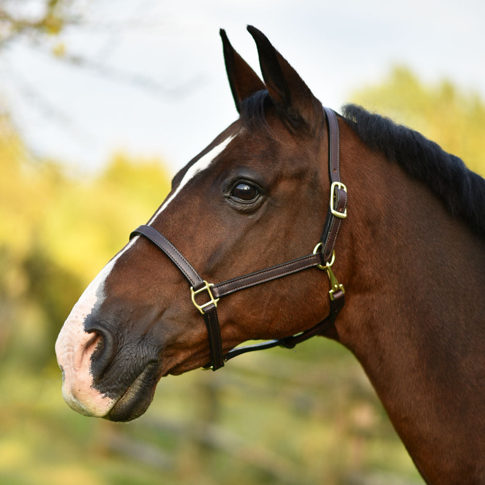 3/4" Double Stitched Fixed Chin Halter Name Plate Included