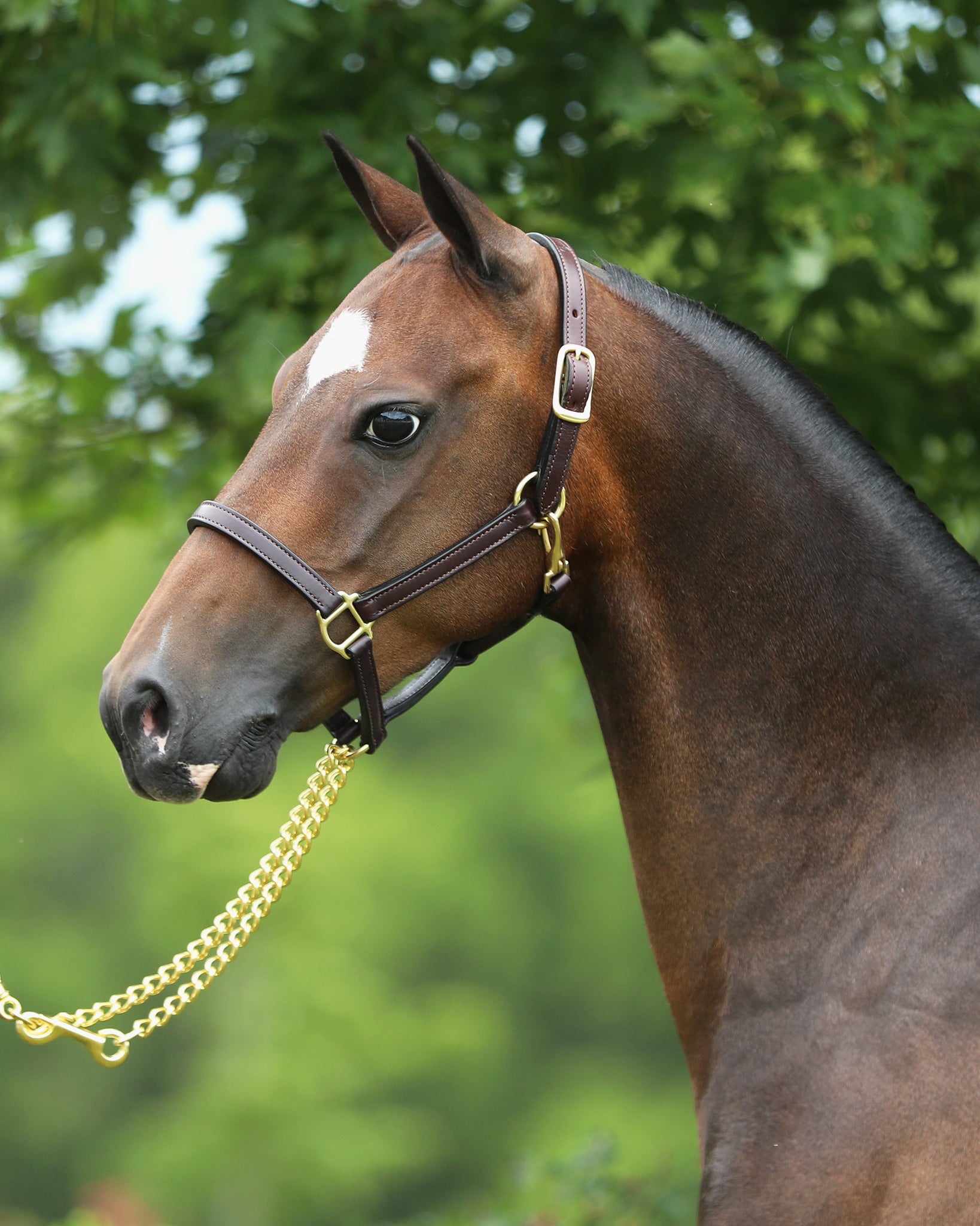 Close-up of a 3/4" double stitched fixed chin halter in dark brown leather, showcasing the brass hardware and personalized name plate on a pony or young horse.