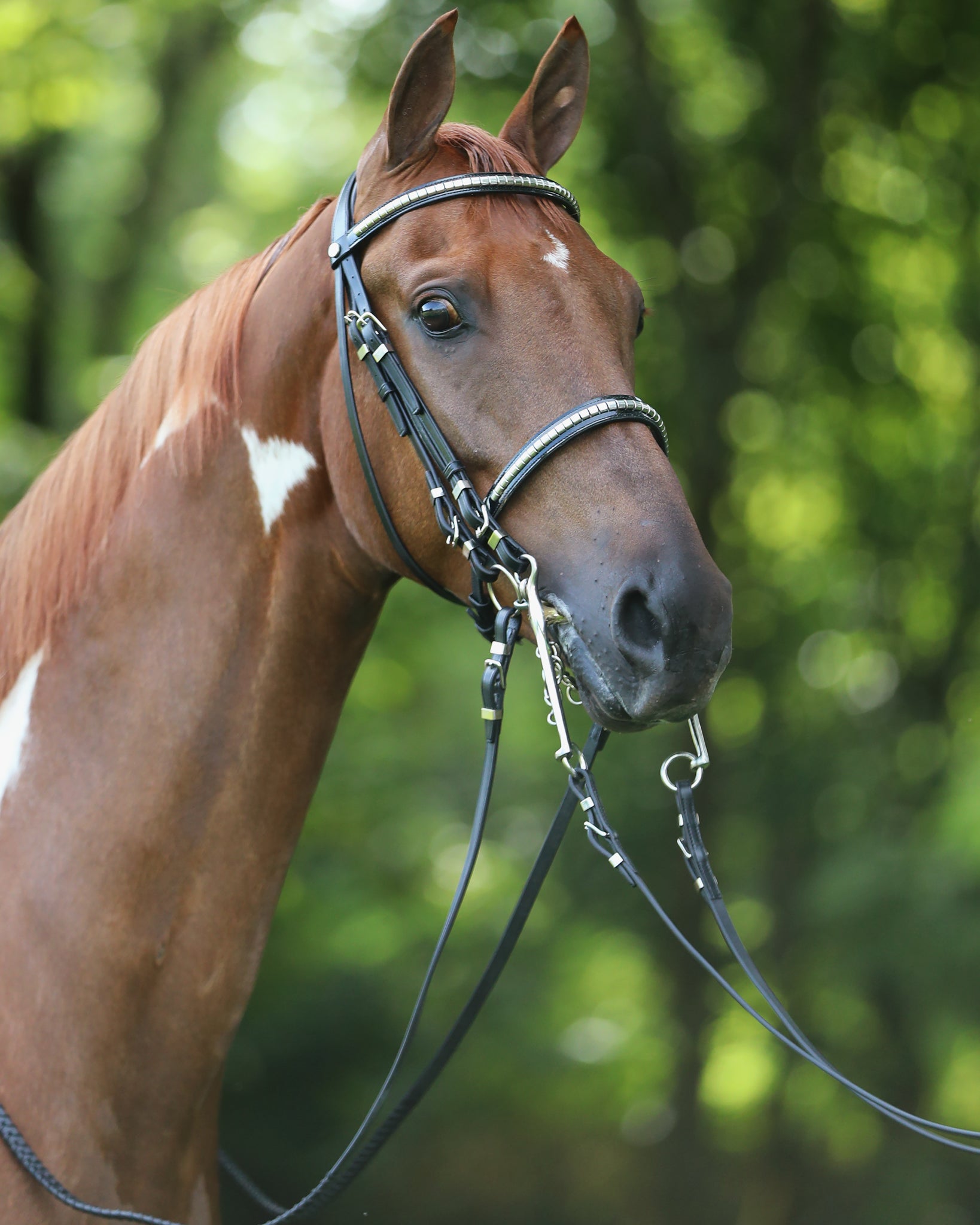 A horse wearing the Advantage Comfort Padded Show Hack Bridle with a chrome browband in a natural setting