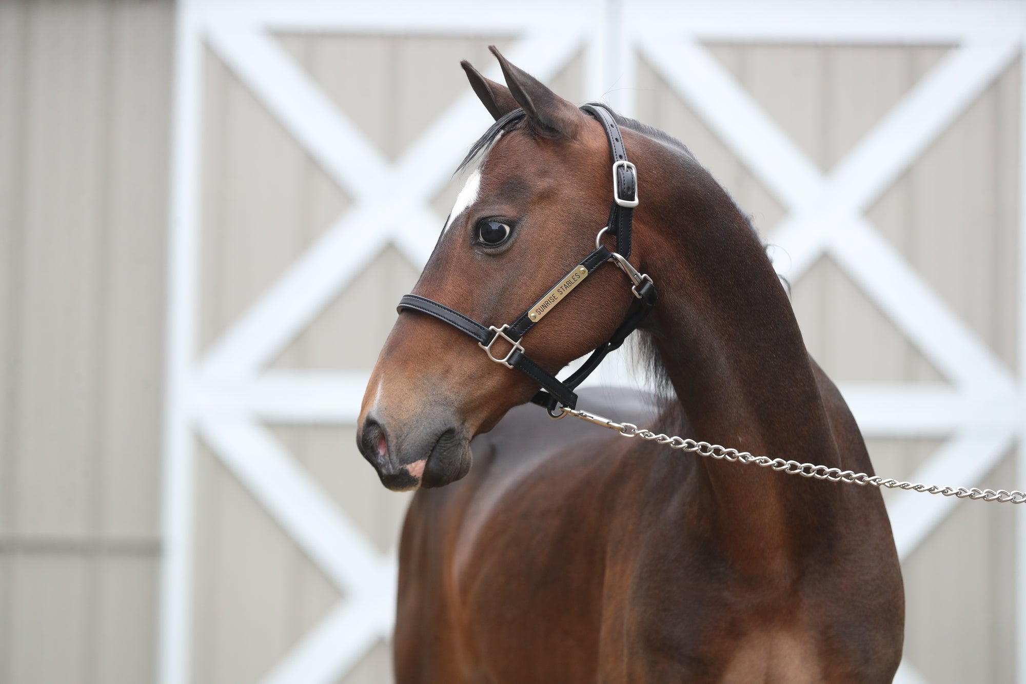 The Inception of Freedman’s Stable Halter Collection for Show Horses