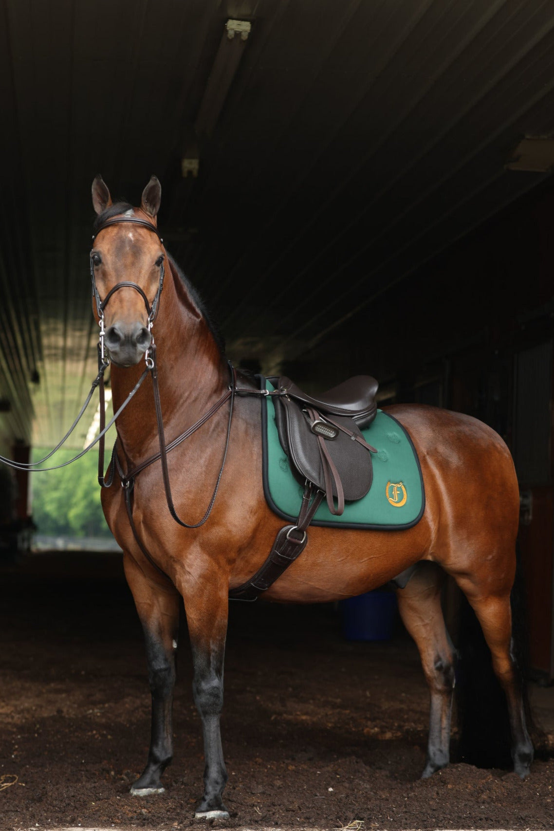 Brown horse with a green saddle pad and bridle standing in a stable.