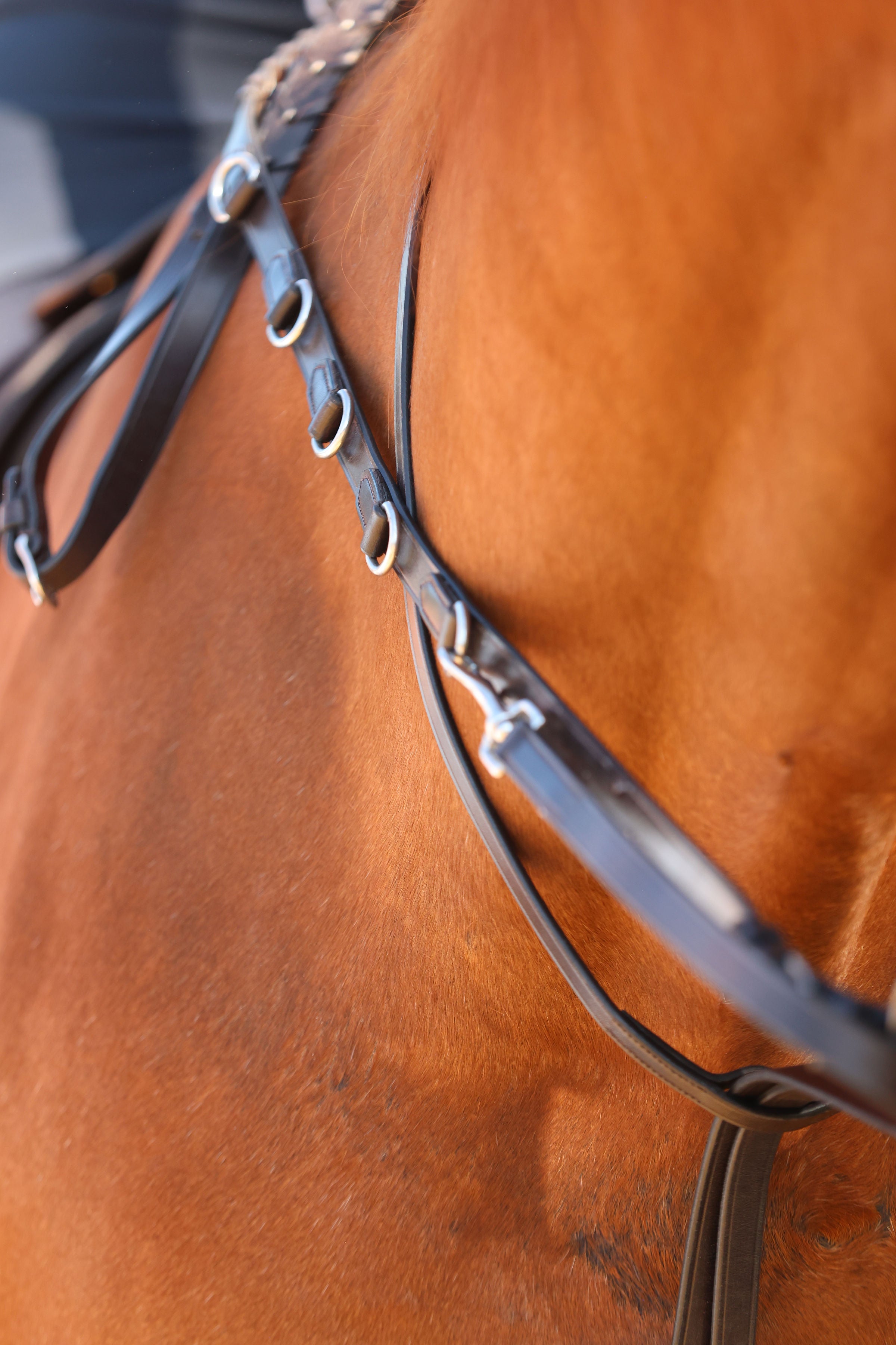 Académie 5 Position German Martingale