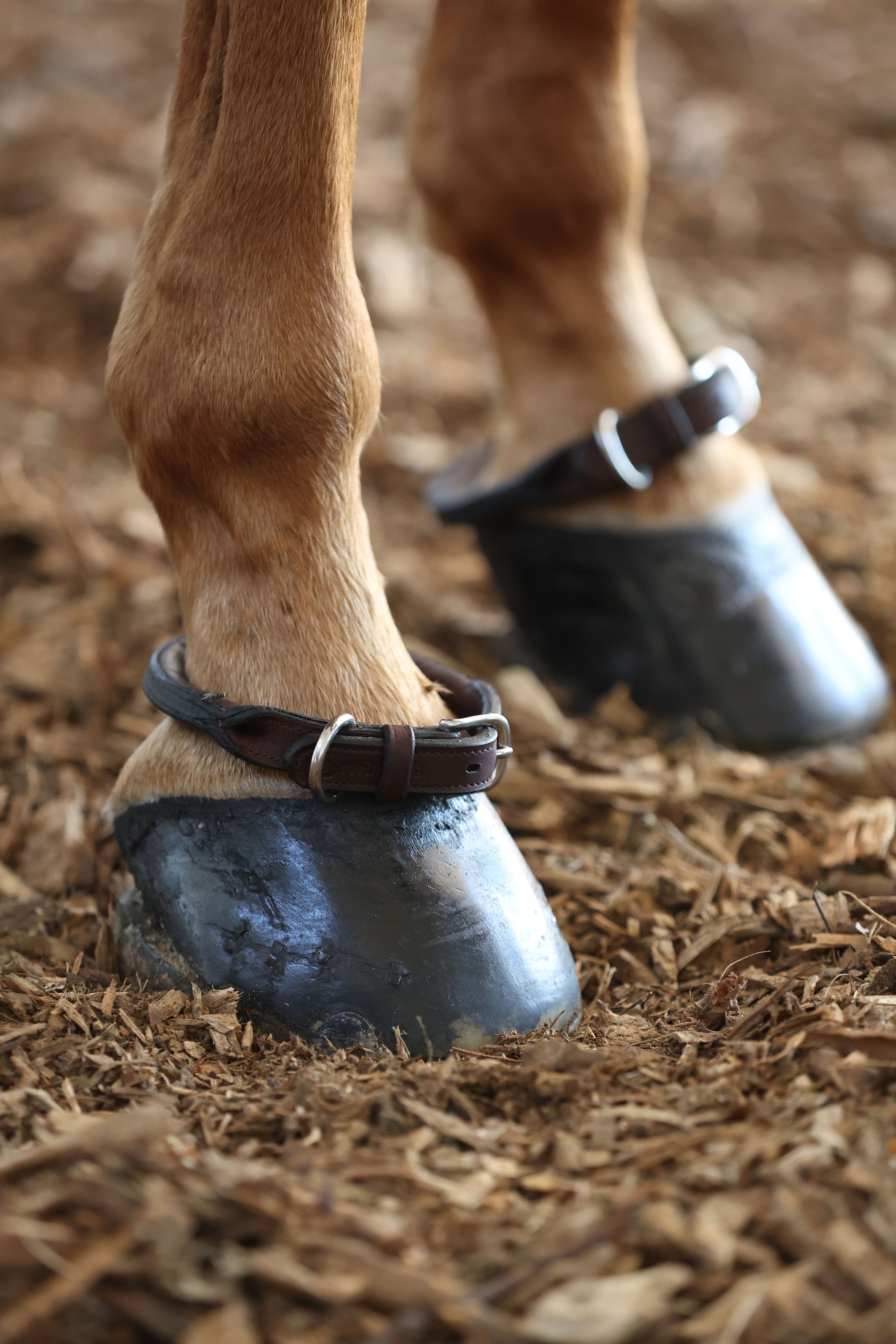 ACTraining Rolled Ankle Straps