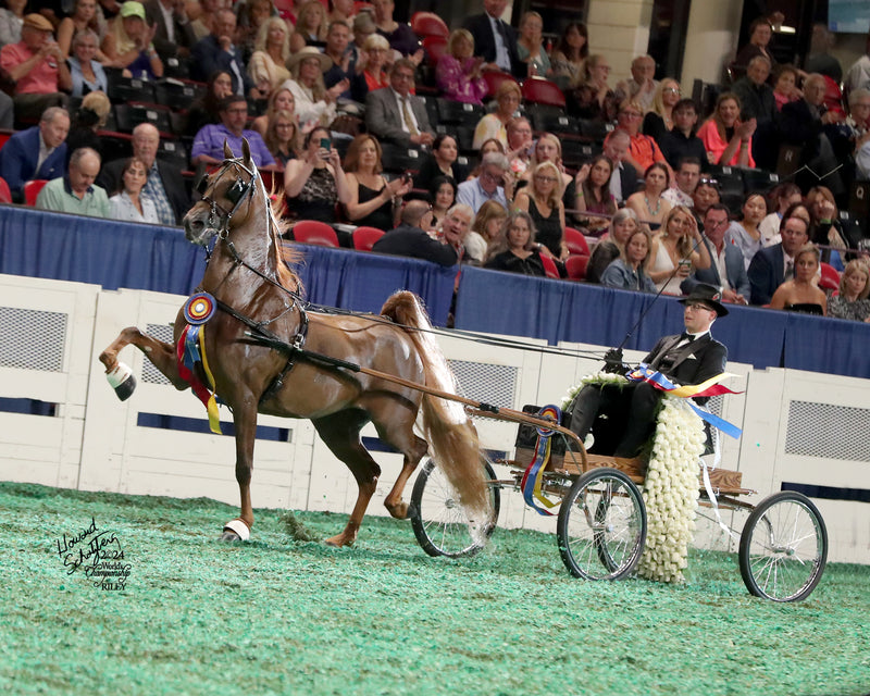 High-stepping chestnut horse pulling a two-wheeled cart in a driving competition, adorned with championship ribbons. The driver, dressed formally, holds the reins with a garland of flowers draped over the cart. A large audience watches in the background.