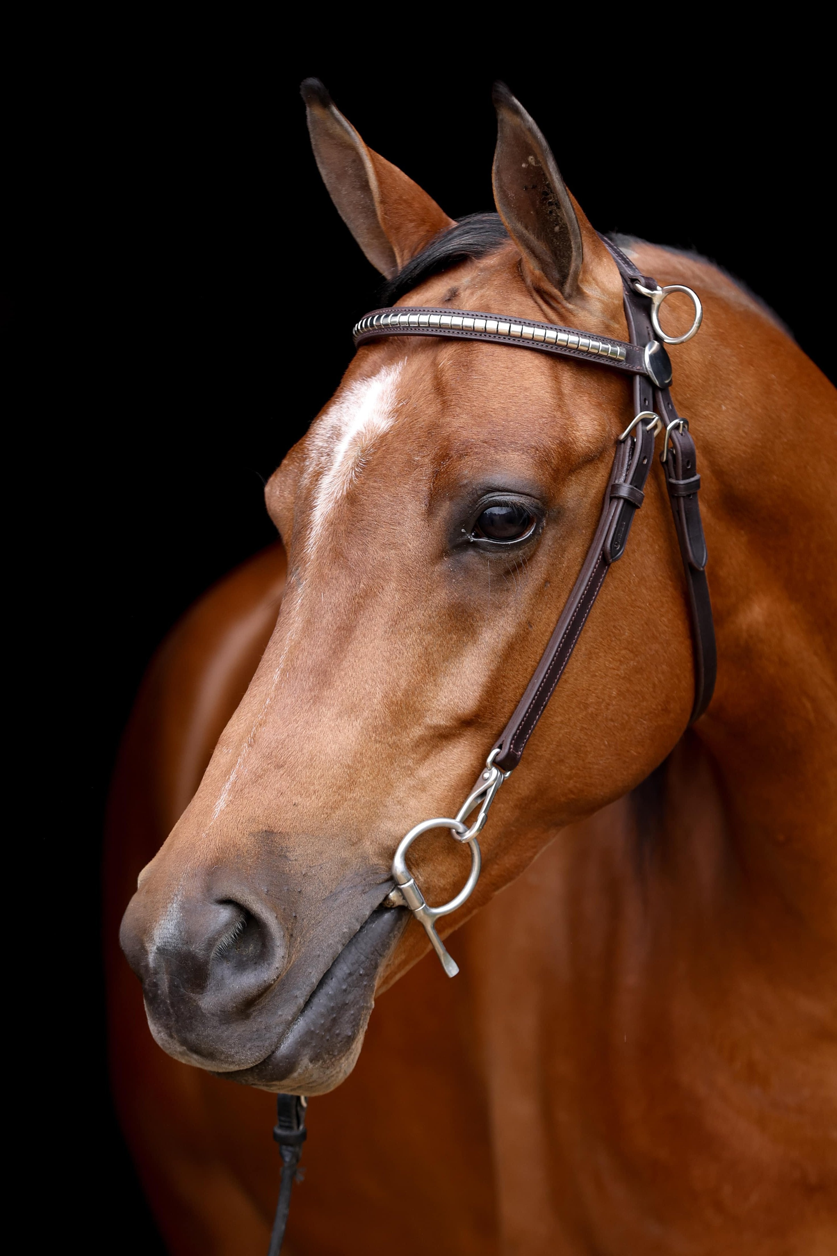 ACTraining Padded Side Check Snap Bridle