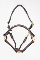 Dark brown leather halter with rolled noseband, padded crown, blue accent detail, and detailed stitching, laid out on a clean white background.