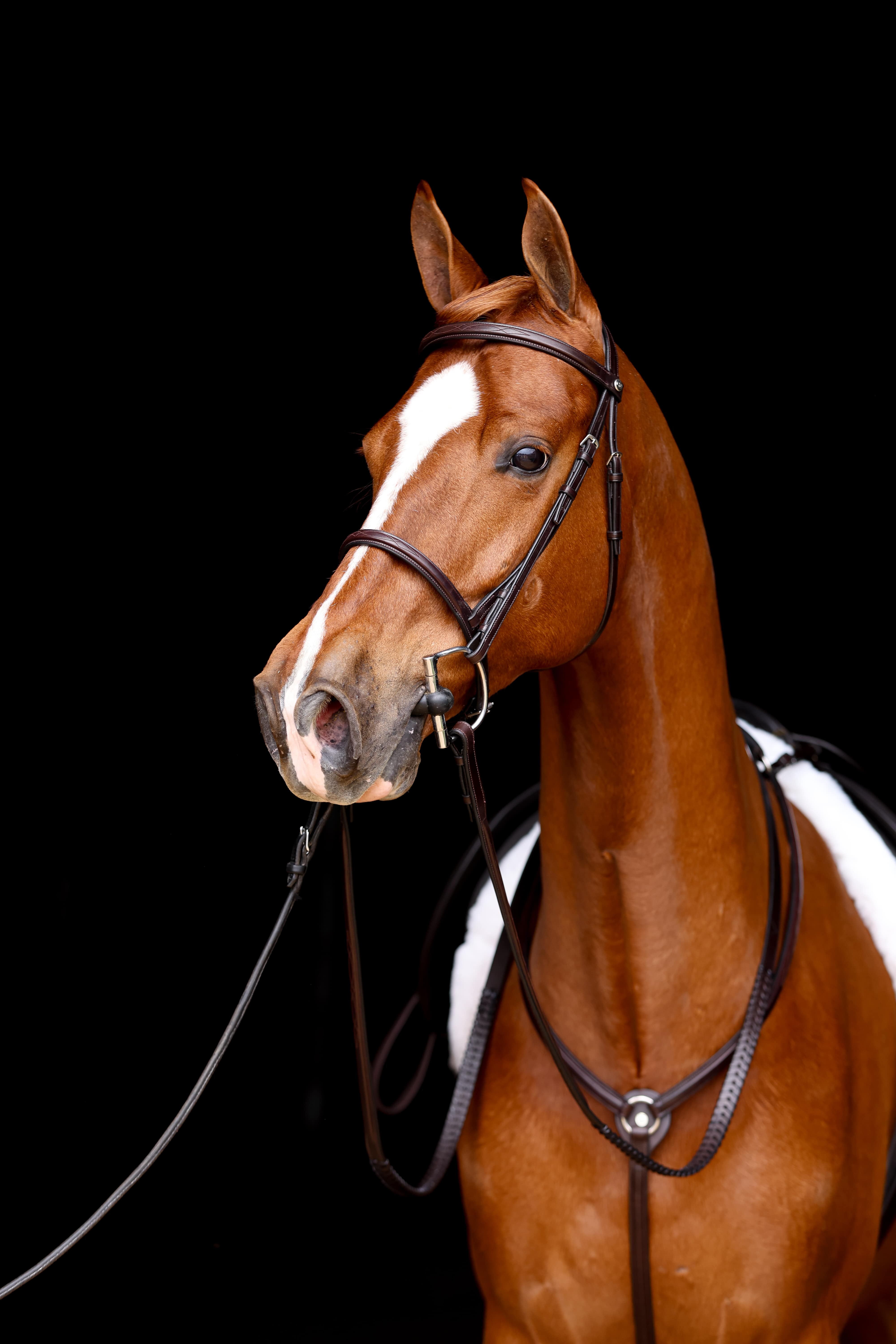 Hunter Snaffle Padded Headstall (Complete Bridle)