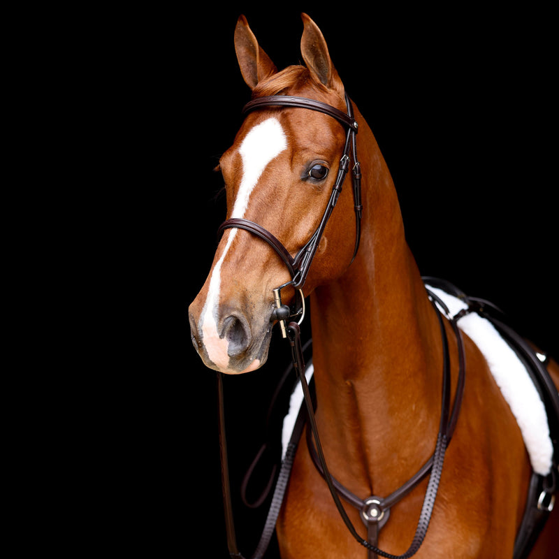 Horse Wearing Hunter Snaffle Bridle