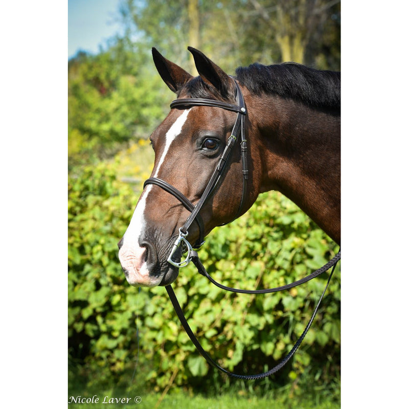 Hunter Snaffle Padded Bridle: Warmblood Horse Wearing Bridle with Padded Crown, Noseband, and Snaffle Bit