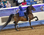 Phillips Performance Horses Logo