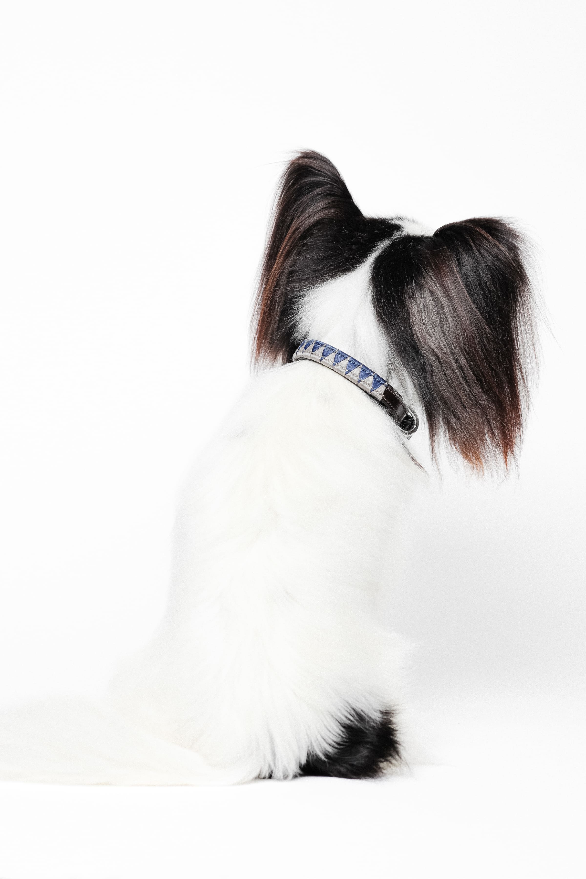 Satin Navy and Grey Weaved Dog Collar on a white and black Papillon dog, shown from behind