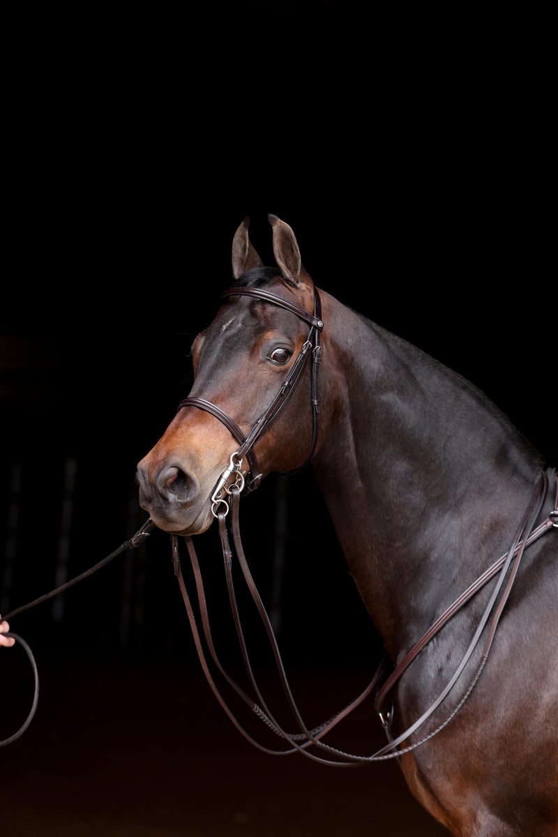 Dark bay horse with Freedman's Stake Night Double Bridle, leather reins and bit detail.