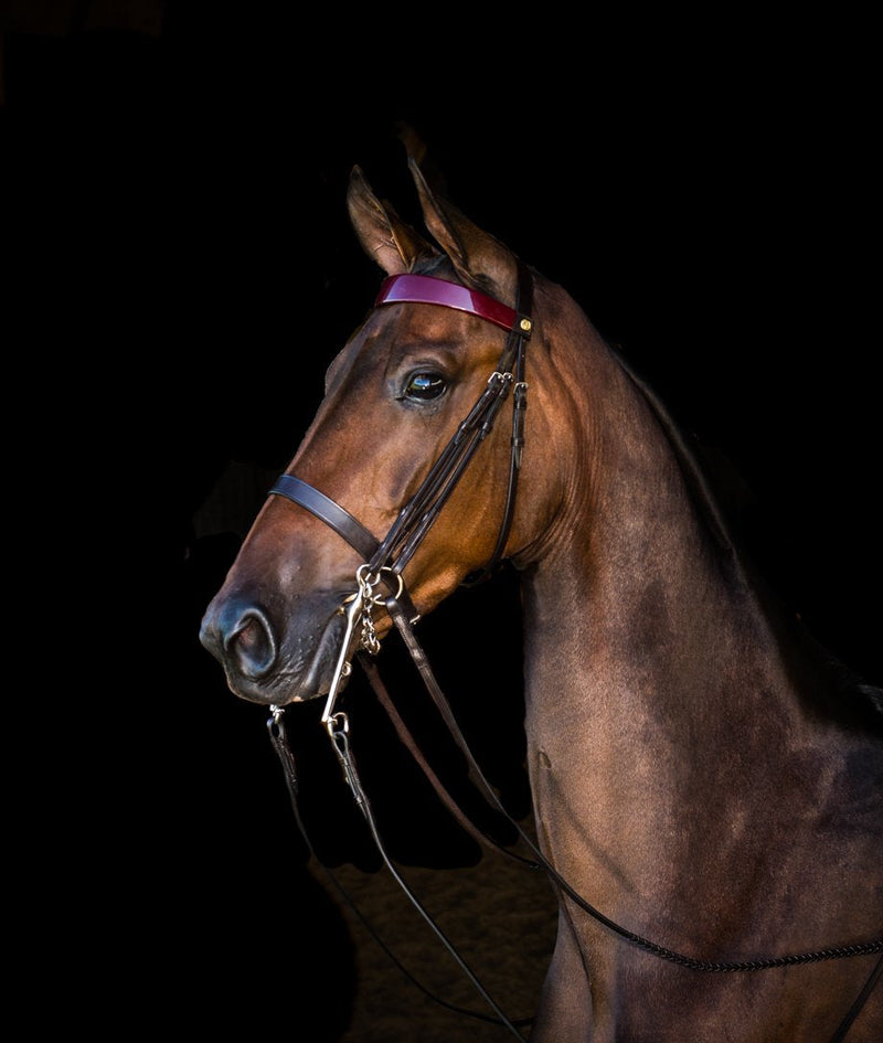 Horse wearing Freedman's Stake Night Weymouth Double Bridle with burgundy patent browband.