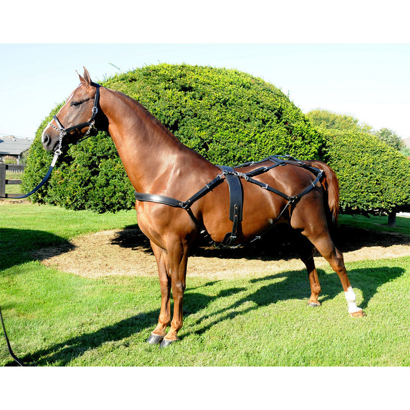 Horse Wearing Freedman's Bustle Complete Set: Showing Full Harness Arrangement and Leather Tack