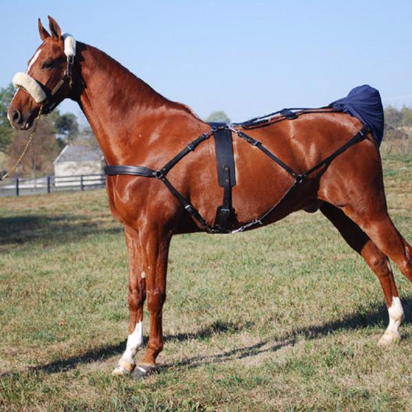 Horse Wearing Freedman Tail Complete Set: Showing Full Harness and Tail Set Arrangement